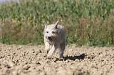 BOUVIER DES ARDENNES 069